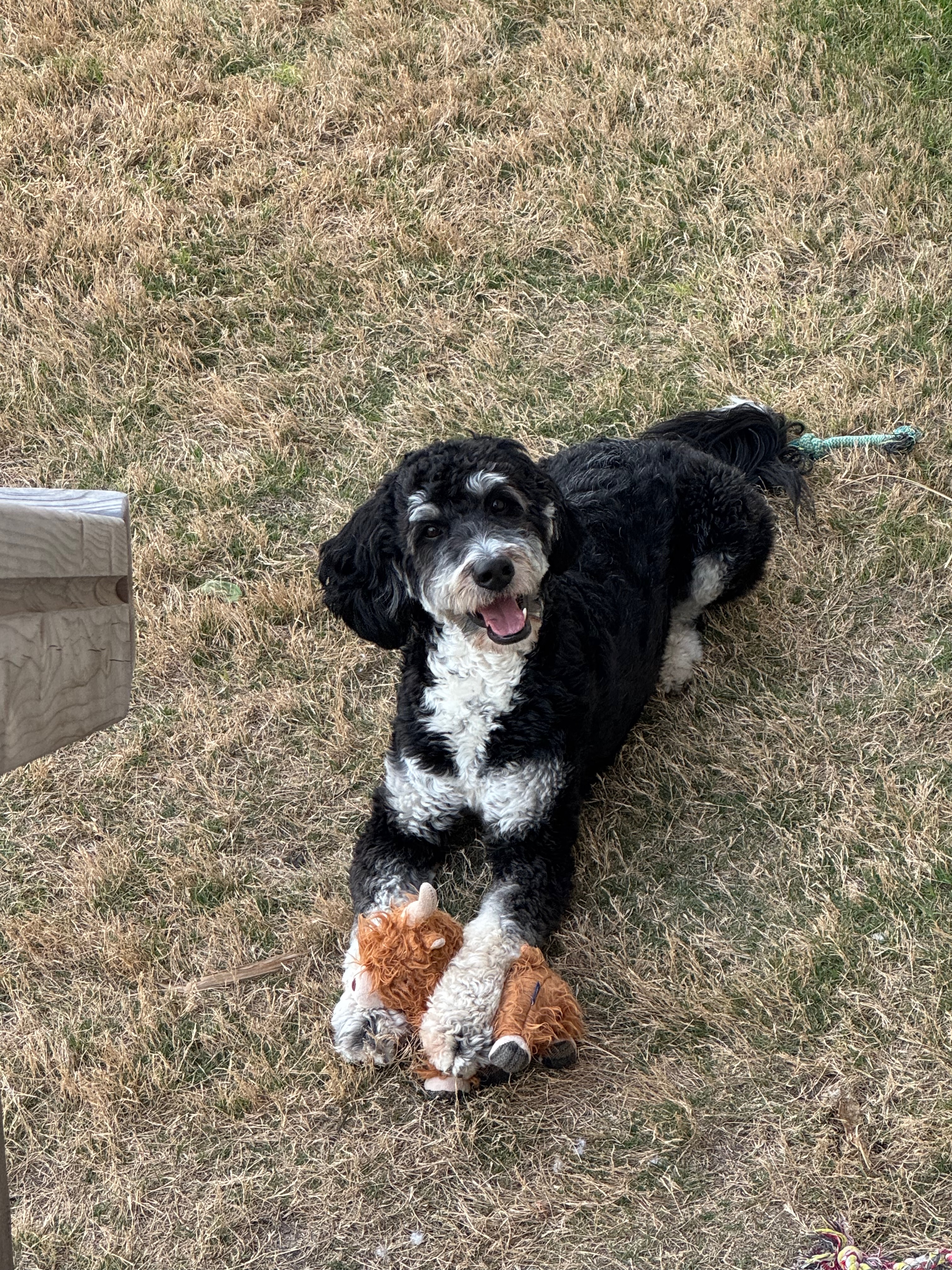 Bernedoodle dad moments